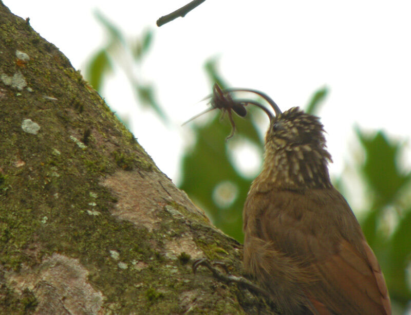 Black-billed Scythebill