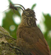 Black-billed Scythebill