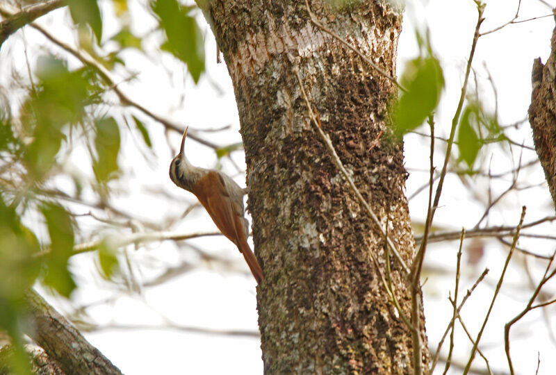 Narrow-billed Woodcreeper