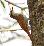 Narrow-billed Woodcreeper