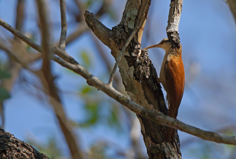 Narrow-billed Woodcreeper