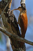 Narrow-billed Woodcreeper