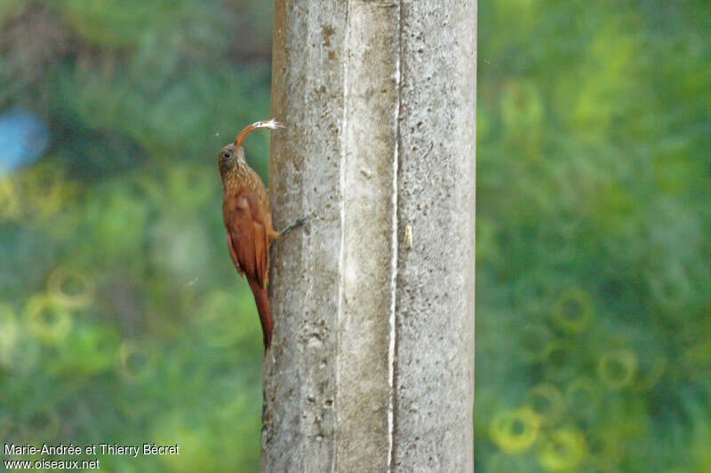 Red-billed Scythebill, eats