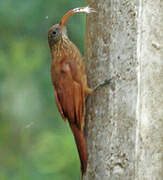 Red-billed Scythebill