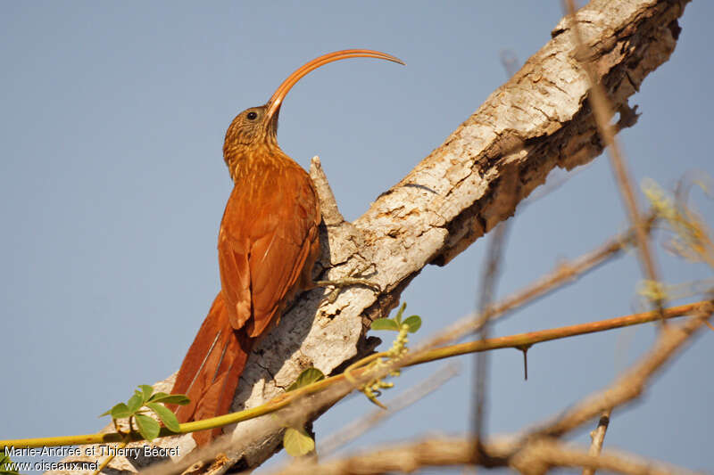 Red-billed Scythebilladult, pigmentation