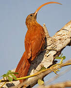 Red-billed Scythebill