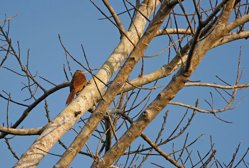 Cinnamon-throated Woodcreeper