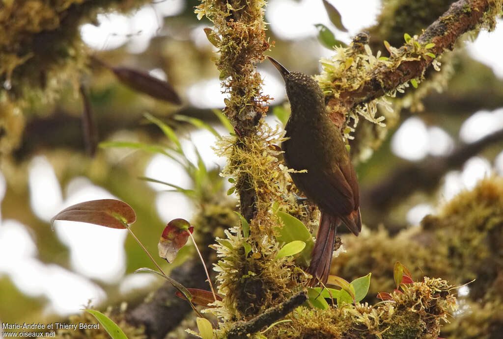 Olive-backed Woodcreeperadult