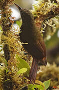 Olive-backed Woodcreeper