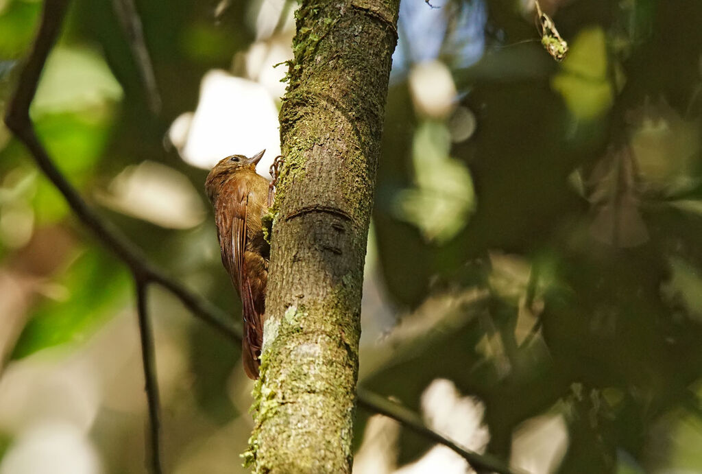 Wedge-billed Woodcreeper