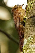 Wedge-billed Woodcreeper