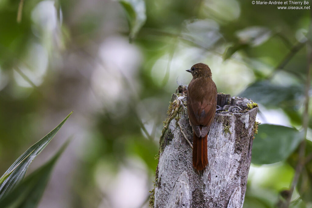 Wedge-billed Woodcreeper