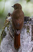 Wedge-billed Woodcreeper