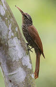 Streak-headed Woodcreeper