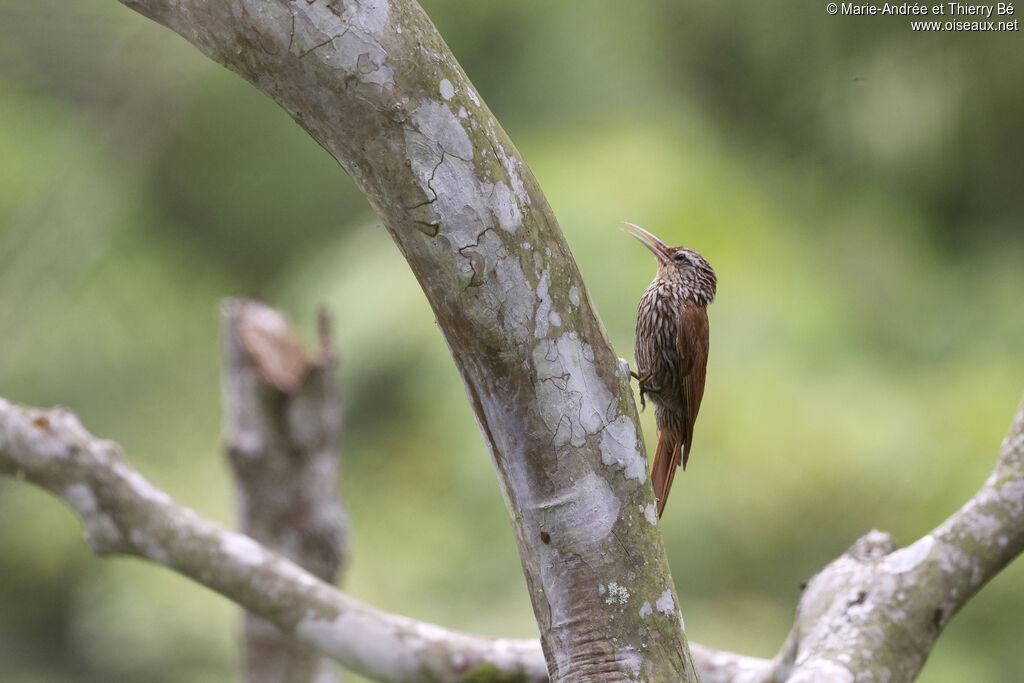 Streak-headed Woodcreeper