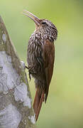 Streak-headed Woodcreeper