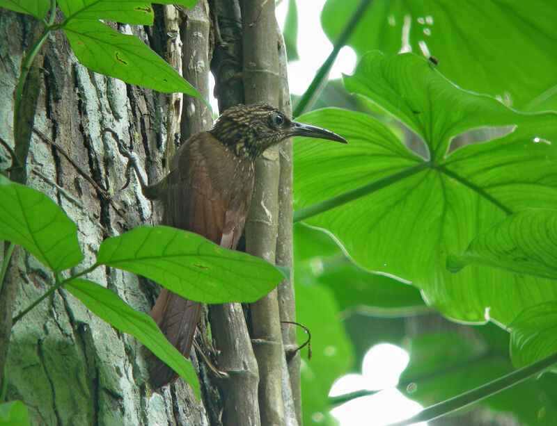 Buff-throated Woodcreeper