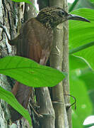 Buff-throated Woodcreeper