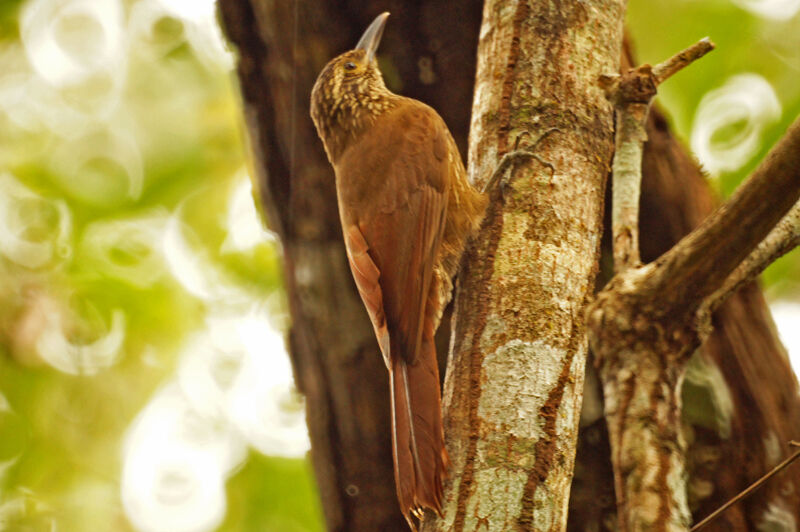 Planalto Woodcreeper