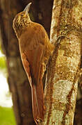 Planalto Woodcreeper