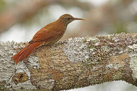 Duida Woodcreeper