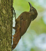 Plain-brown Woodcreeper