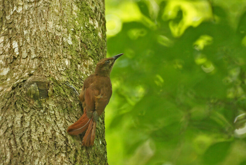 Plain-brown Woodcreeperadult, Behaviour