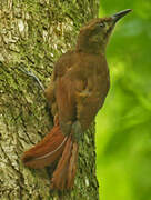 Plain-brown Woodcreeper