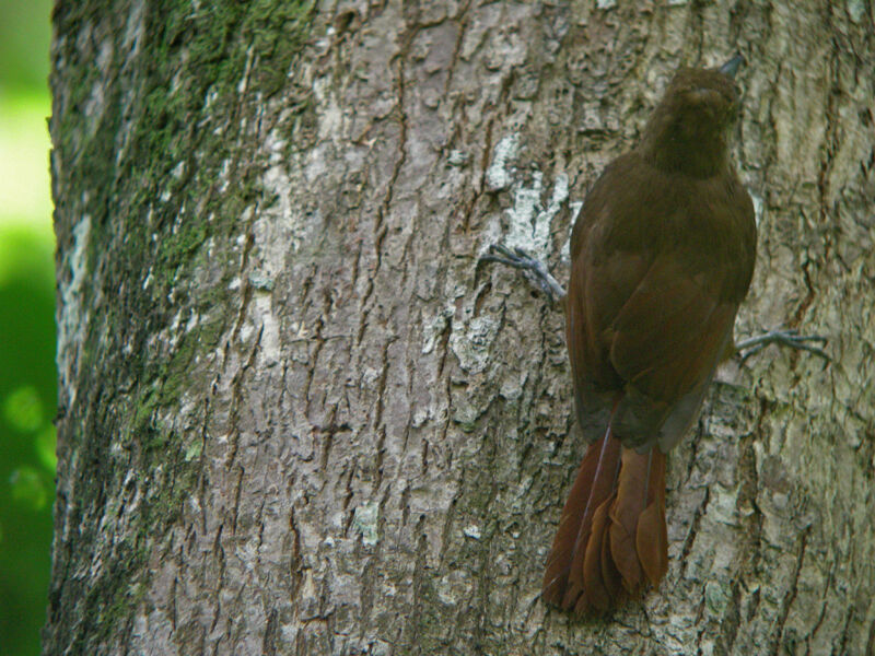 Plain-brown Woodcreeper