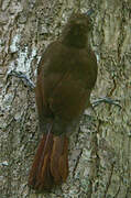 Plain-brown Woodcreeper