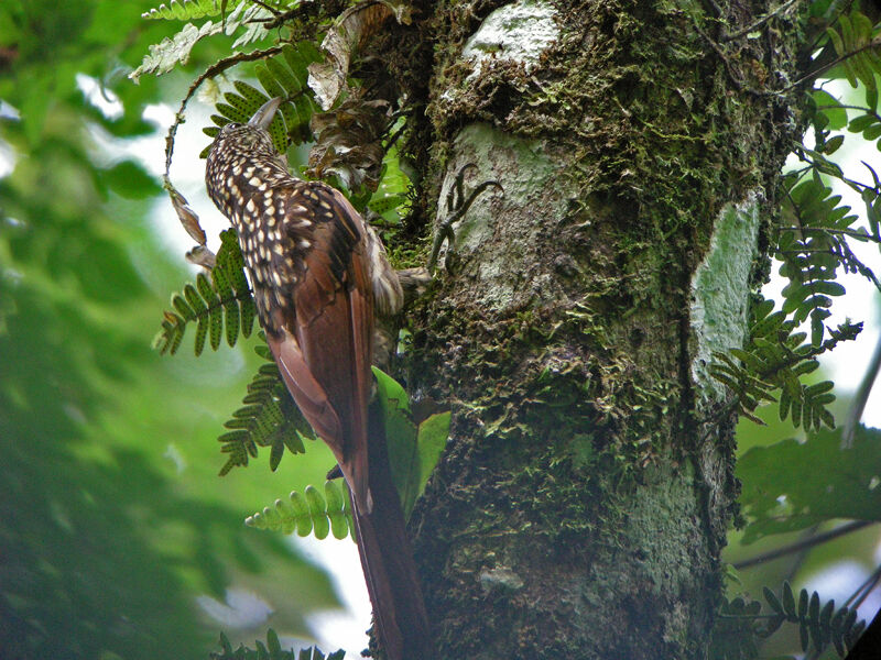 Black-striped Woodcreeper