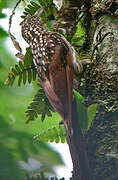 Black-striped Woodcreeper