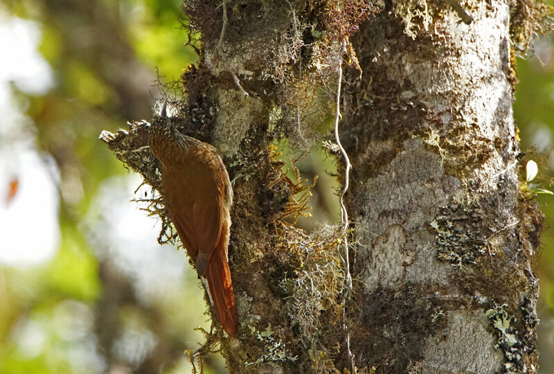 Montane Woodcreeper