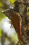 Montane Woodcreeper