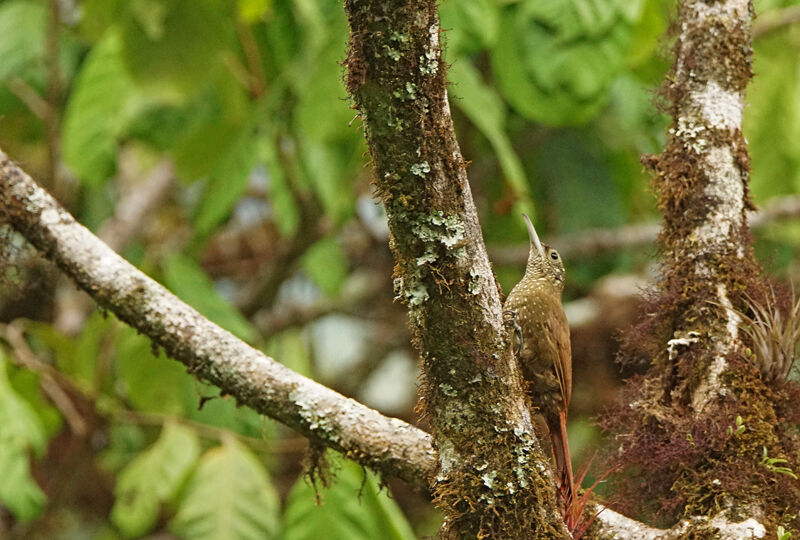 Montane Woodcreeper