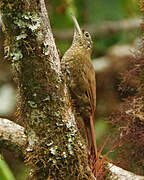 Montane Woodcreeper