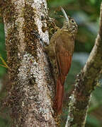 Montane Woodcreeper