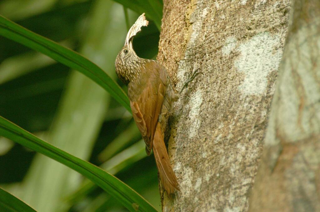 Spotted Woodcreeper