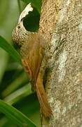 Spotted Woodcreeper