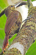 Spotted Woodcreeper