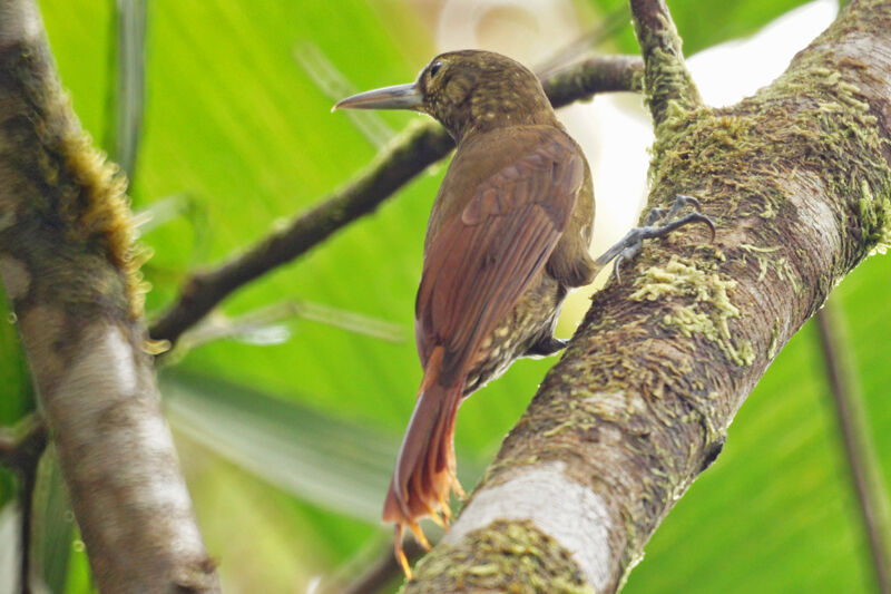 Spotted Woodcreeper