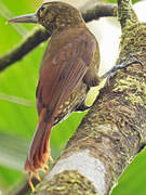 Spotted Woodcreeper