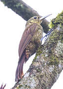 Spotted Woodcreeper