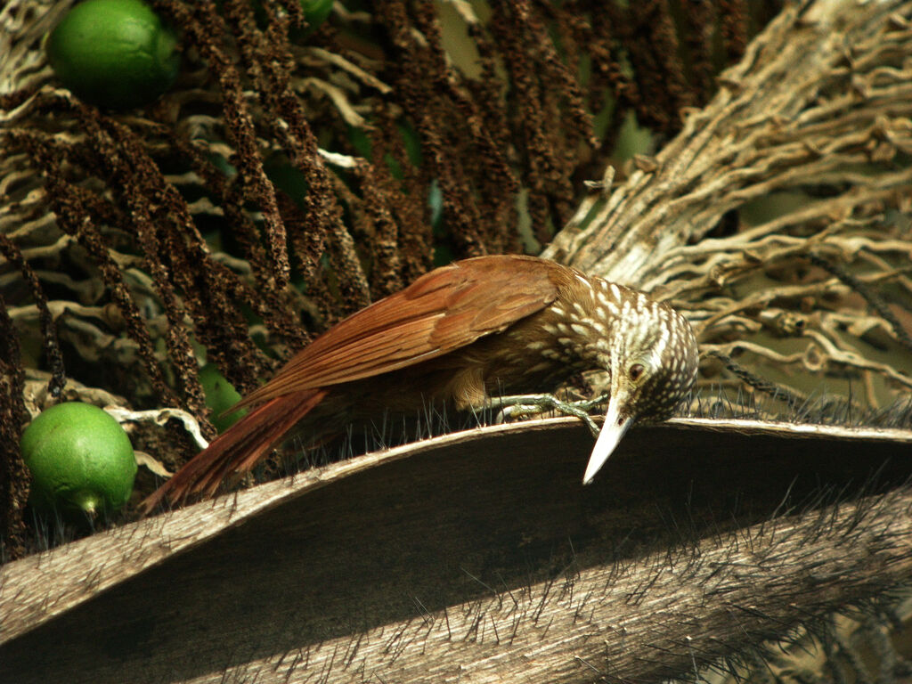 Straight-billed Woodcreeper