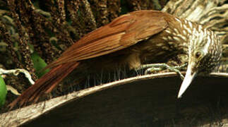 Straight-billed Woodcreeper