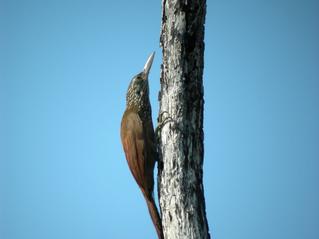 Straight-billed Woodcreeper