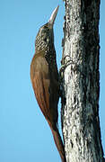 Straight-billed Woodcreeper