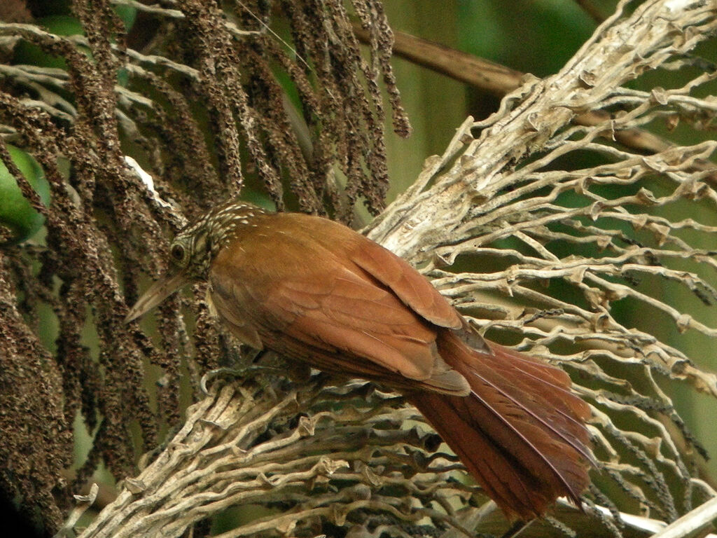 Straight-billed Woodcreeper