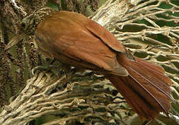 Straight-billed Woodcreeper