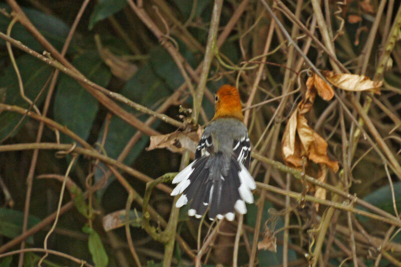 Large-billed Antwren female